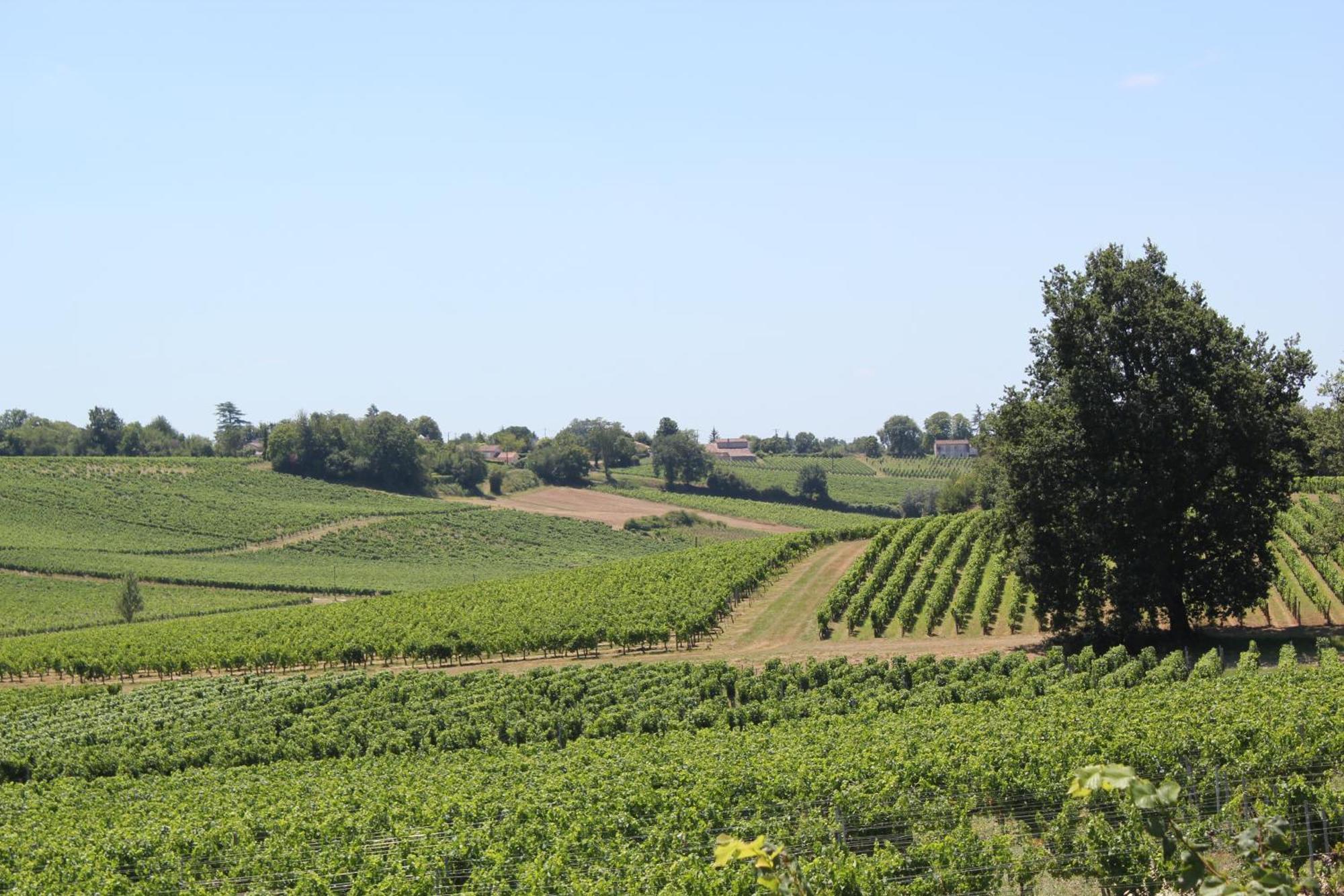 Les Charmes De Vincent - Le Loft Cabernet Bed & Breakfast Fronsac  Exterior photo